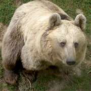 orso