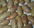 Giallorino Bean