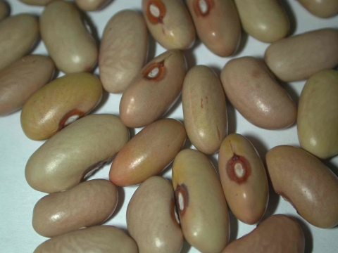 Giallorino Bean