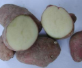 Rossa di Sulcina potato