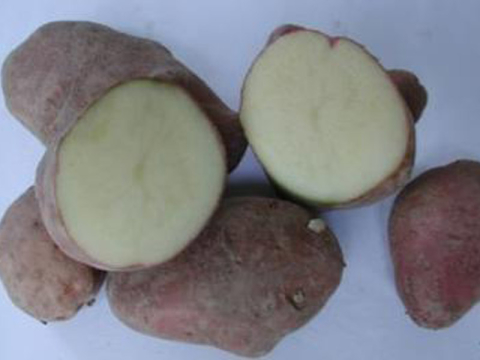 Rossa di Sulcina potato